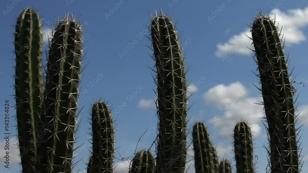 Cactus cloudscape time lapse in Colombia desert, La Guajira Cactus cloudscape time lapse in Colombia desert, La Guajira