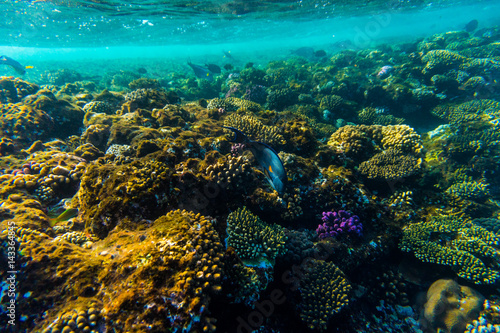 sea coral reef with hard corals, fishes underwater photo