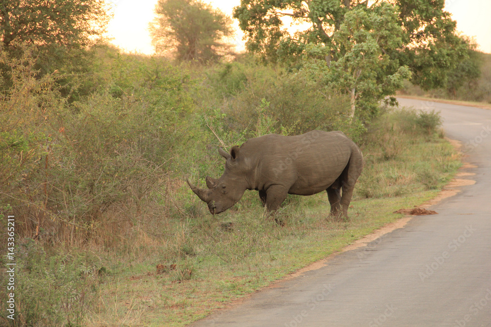 Fototapeta premium Rhino at Kruger National Park, South Africa