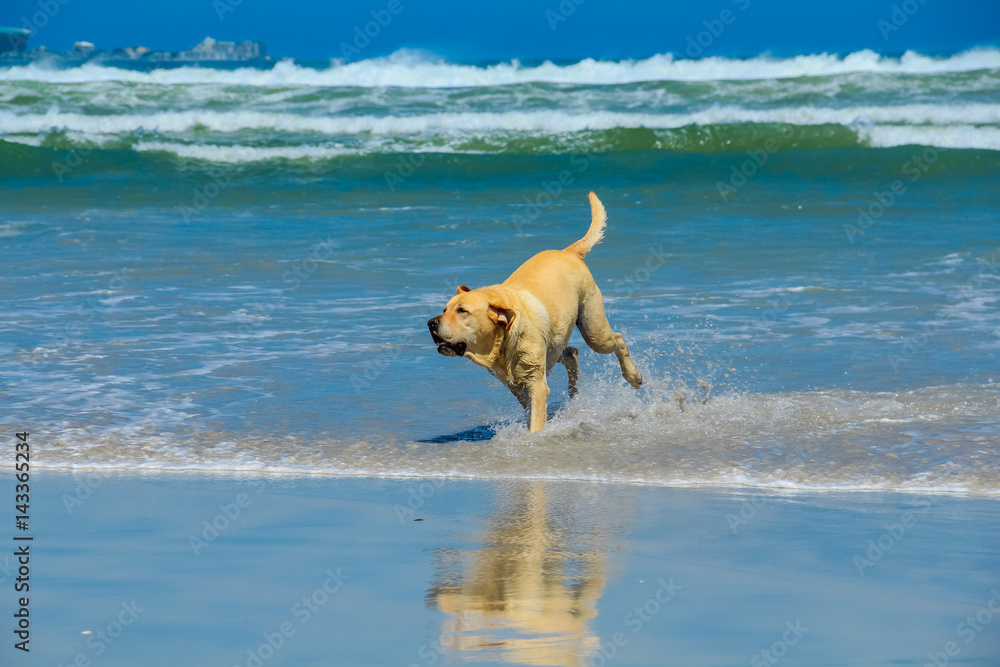Dog playing in water. A beautiful dog leaping for joy on the beach with waves breaking in the background