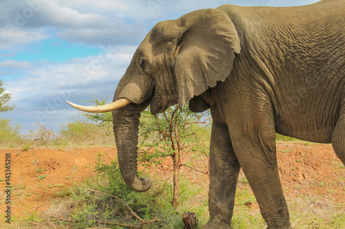 Elephant eating vegetation at Kruger National Park  South Africa