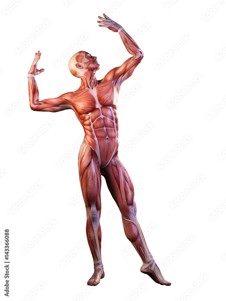 Muscle man anatomy in motion 3D Illustration Muscle man anatomy in motion 3D Illustration
