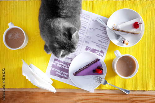 Cute cat lying on table ser...