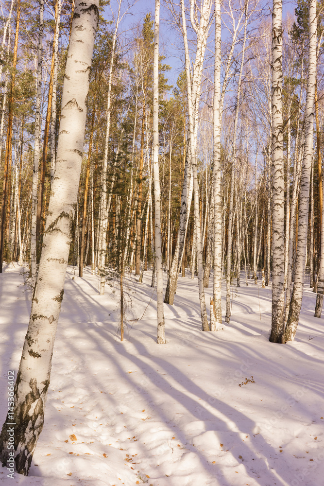 Fototapeta premium Winter Birch Wood