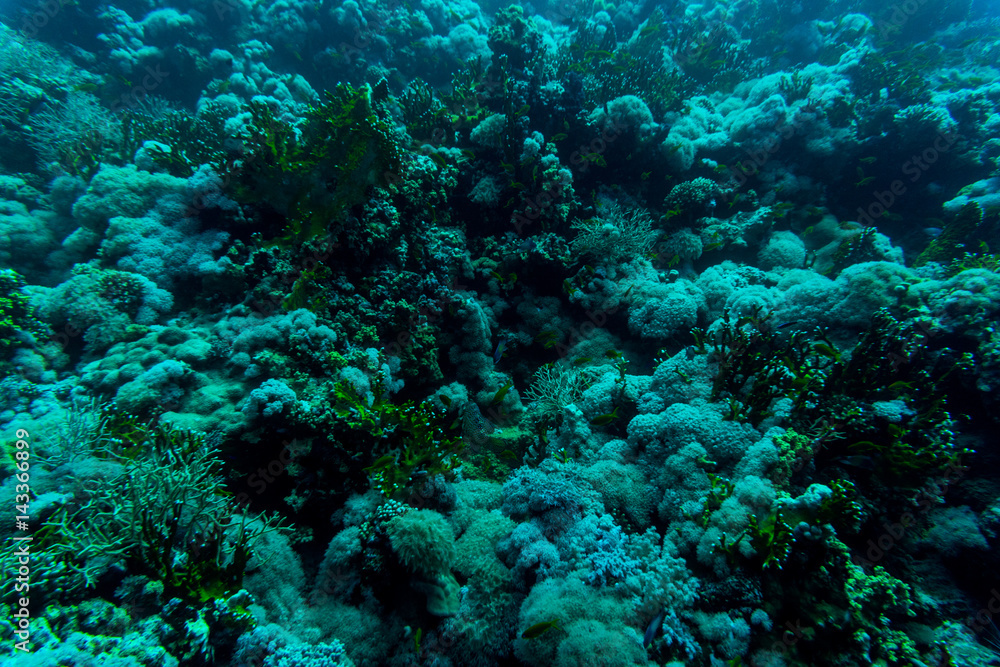 Sea under water nature, with reaf coral and fishes. Sea flora and fauna. Sea under water nature, with reaf coral and fishes. Sea flora and fauna.