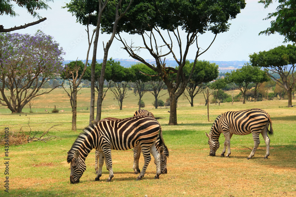 Obraz premium Zebras
