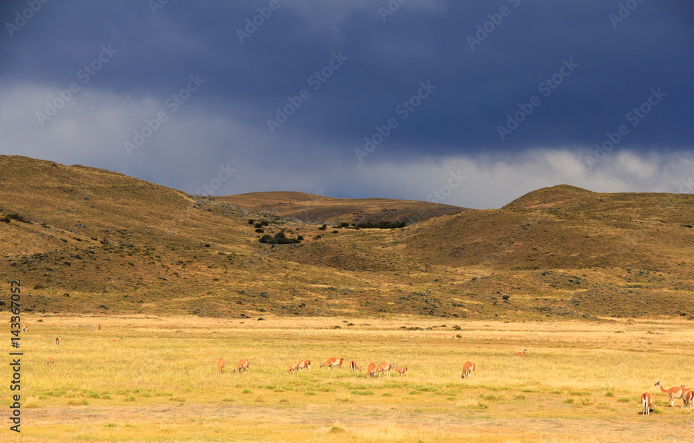 Obraz premium Storm clouds, yellow field and many llamas in Torres del Paine, Patagonia, Chile