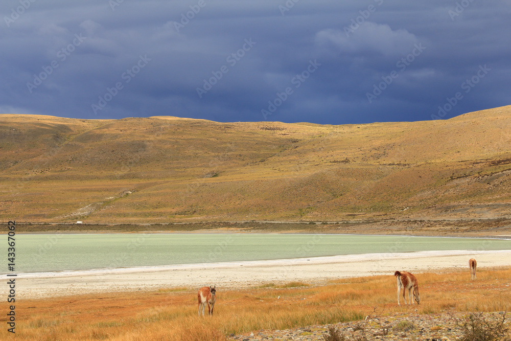 Dramatic clouds, green lake and Llamas in yellow field. Torres del Paine National Park, Patagonia, Chile Llamas (Guanacos) at Laguna Amarga - Torres del Paine - Patagonia - Chile