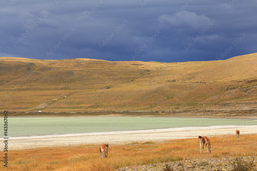 Obraz premium Dramatic clouds, green lake and Llamas in yellow field. Torres del Paine National Park, Patagonia, Chile Llamas (Guanacos) at Laguna Amarga - Torres del Paine - Patagonia - Chile