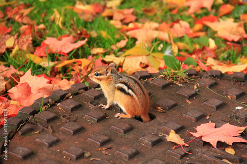 Little and cute chipmunk on manhole cover. Red autumn leafs on the floor. Ottawa  Ontario  Canada.