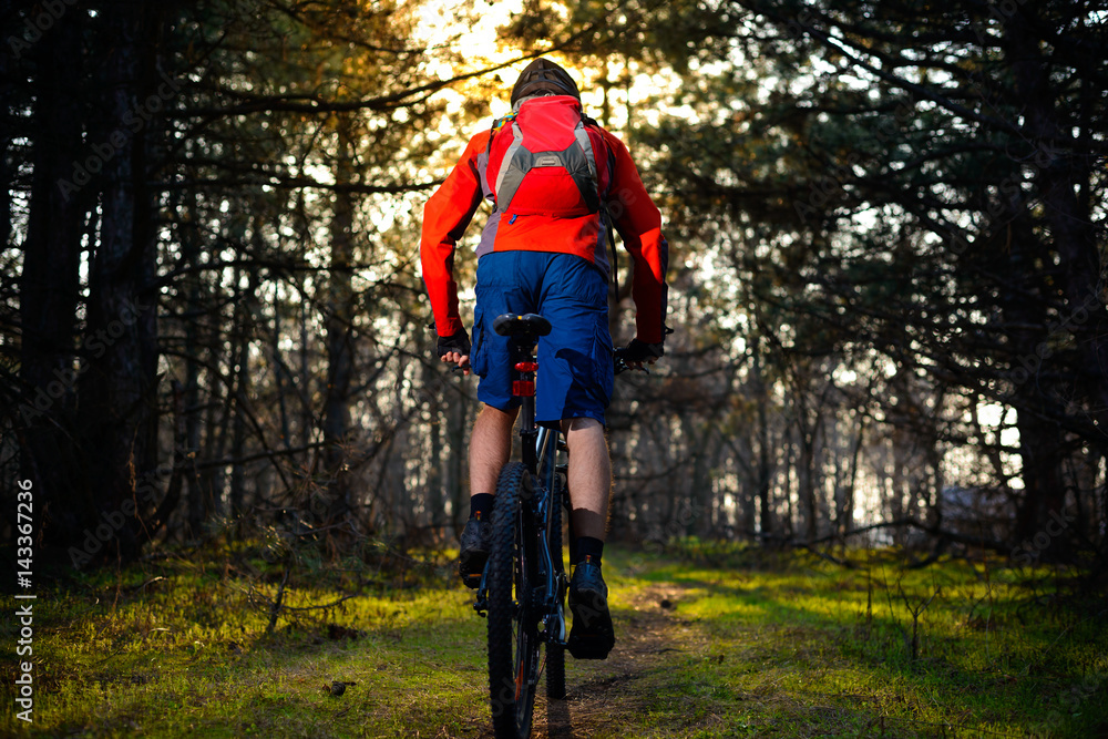 Obraz premium Cyclist Riding the Bike on the Trail in Beautiful Fairy Pine Forest. Adventure and Travel Concept.