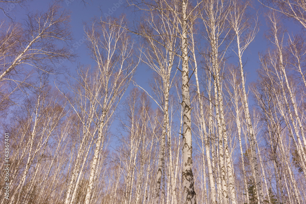 Fototapeta premium Winter Birch Wood