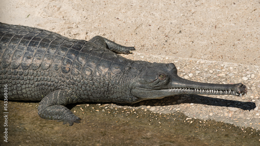 Fototapeta premium Indian Gharial