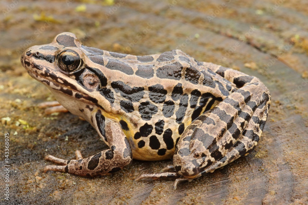 Obraz premium Pickerel Frog (Lithobates Rana palustris)