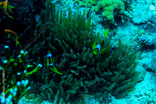 underwater coral garden with anemone and a pair of yellow clownfish