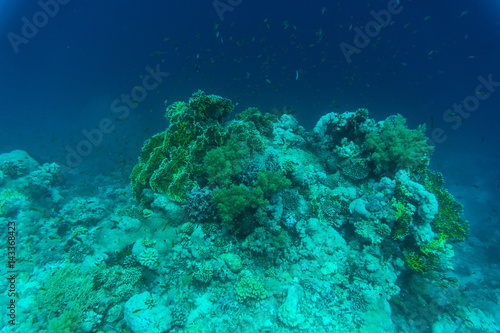 Variety of soft and hard coral shapes  sponges and branches in the deep blue ocean. Yellow  pin  green  purple and brown diversity of living clean undamaged corals.