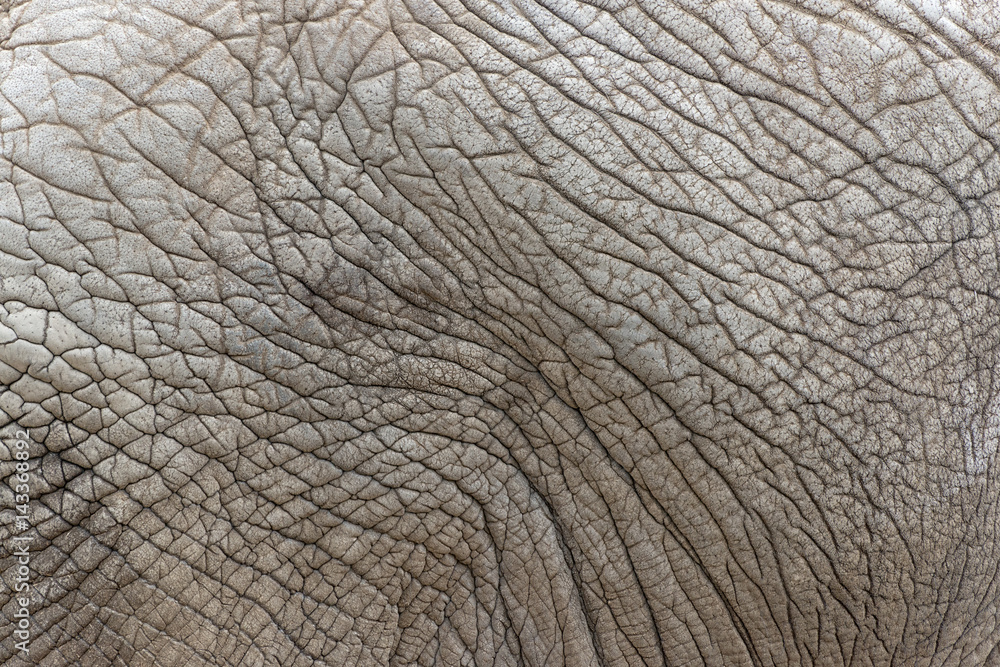 close view of african elephant skin texture, loxodonta africana. close view of african elephant skin texture, loxodonta africana.