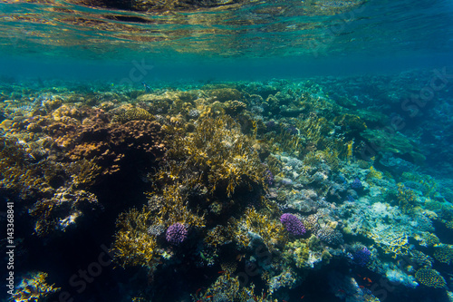 Variety of soft and hard coral shapes  sponges and branches in the deep blue ocean. Yellow  pin  green  purple and brown diversity of living clean undamaged corals.
