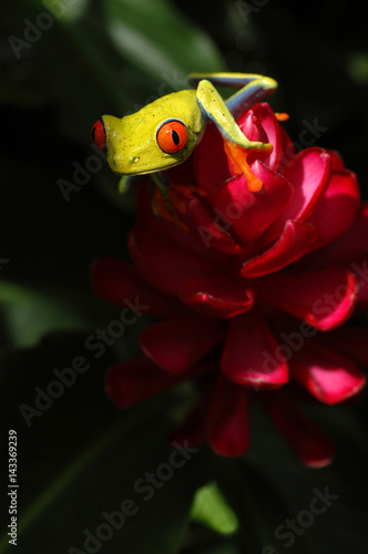 Costa Rican red eye tree frog