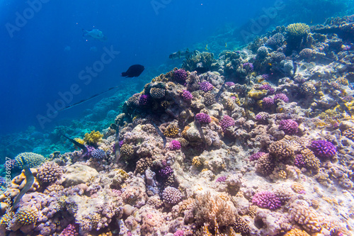 Underwater shoot of coral reef with a tiny fishes in clear water