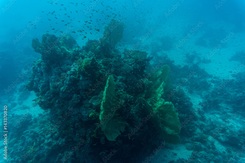 Fototapeta premium Abstract underwater scene, coral and fishes