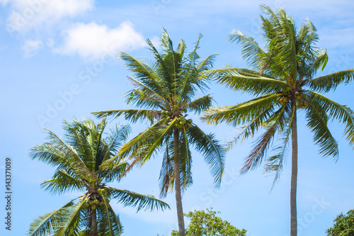 Fototapeta Naklejka Na Ścianę i Meble -  Tropical landscape with palm trees. Palm leaves on sky background.