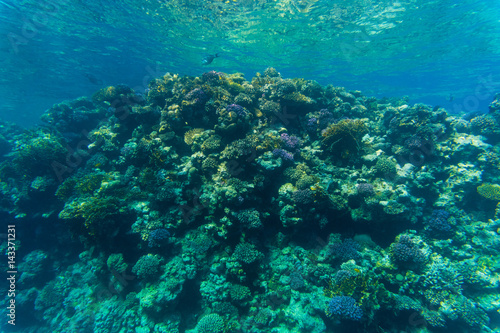 Fototapeta Naklejka Na Ścianę i Meble -  Coral in the clear sea water