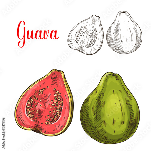 Guava fruit isolated sketch for food design