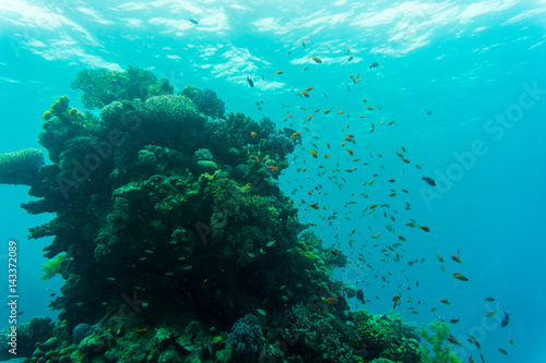 Fototapeta Naklejka Na Ścianę i Meble -  Tropical Fish on Vibrant Coral Reef, underwater scene