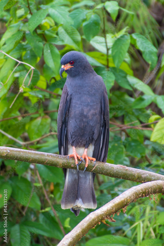 Snail Kite Hawk Snail Kite Hawk