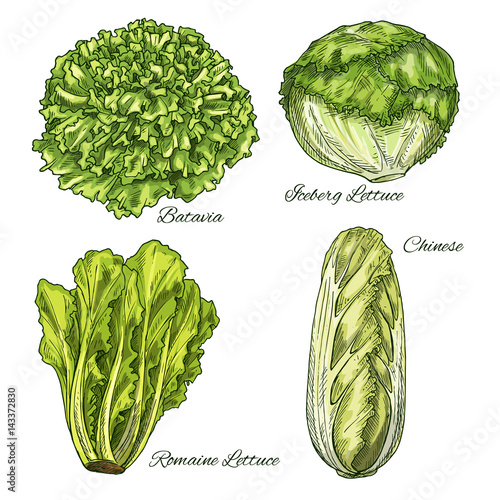 Cabbage and lettuce vegetable isoletad sketch