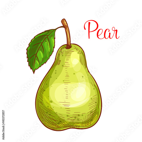 Green pear fruit with leaf isolated sketch