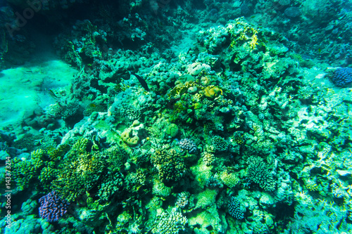 Fishes on the reef  coral of Red sea