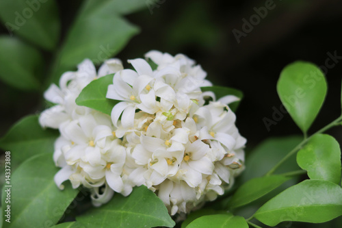 White jasmine beautiful flowers on tree in the garden