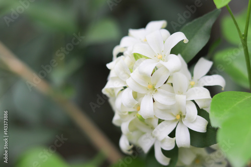Jasmine white flowers on tree in the garden © louisnina