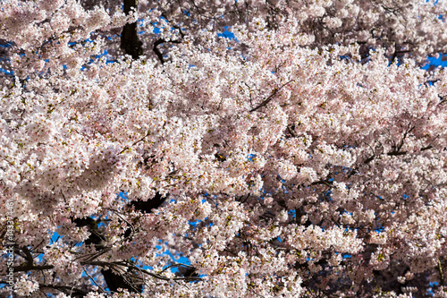 Cherry (Sakura) Blossoms