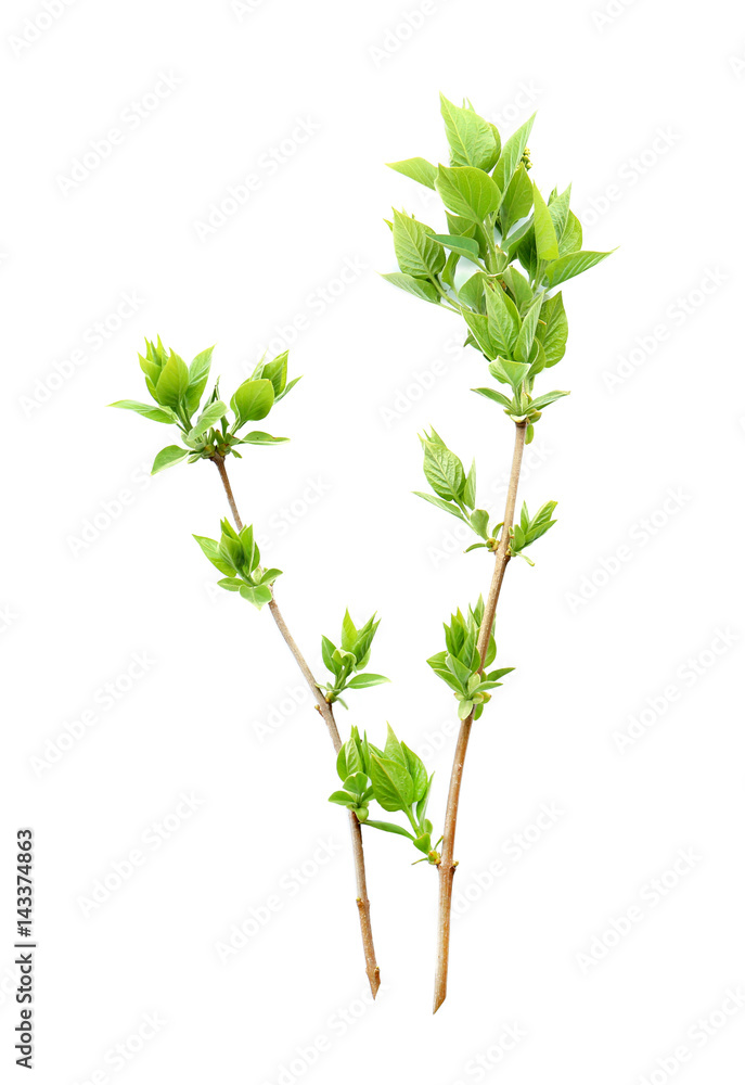 Fresh lilac branches on white background Fresh lilac branches on white background
