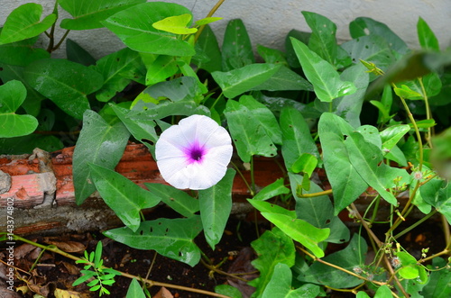 White flower and green leaves on the plant