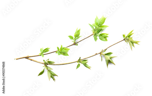 Fresh lilac branches on white background