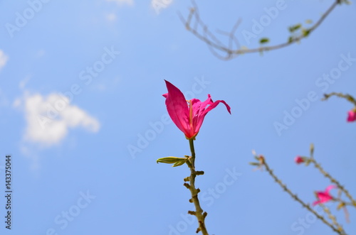 Pink flower with blue sky in the garden