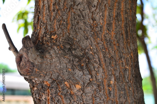 The stem of tree in the garden at the city