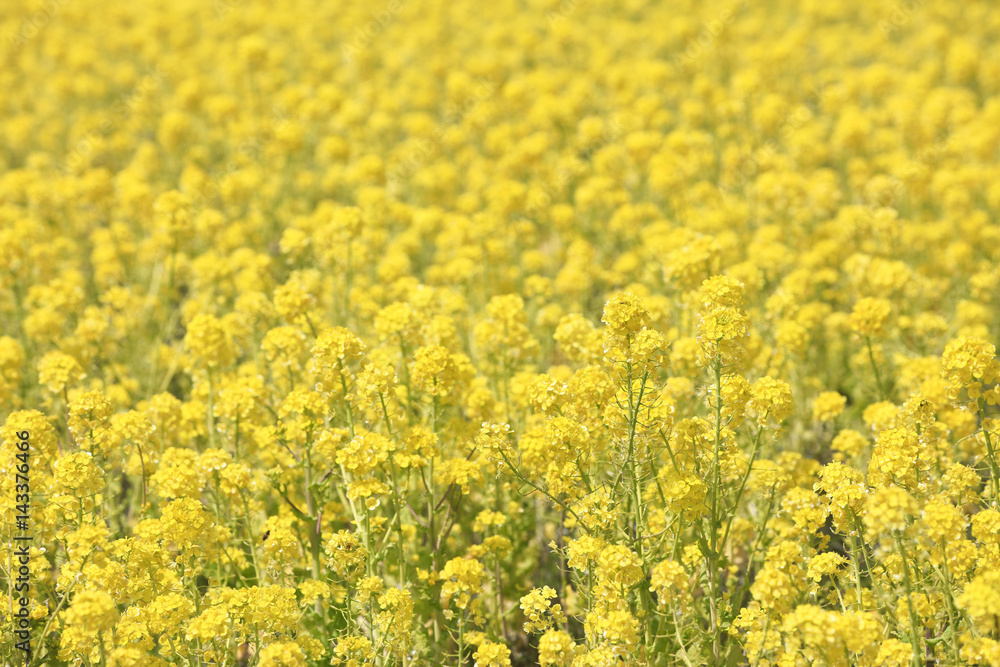 一面に咲く菜の花（三重県名張市）