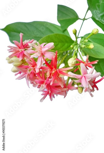 Quisqualis indica also known as the Chinese honeysuckle, Rangoon Creeper, and Combretum indicum isolate on white background