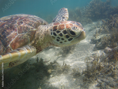 Underwater  Turtle