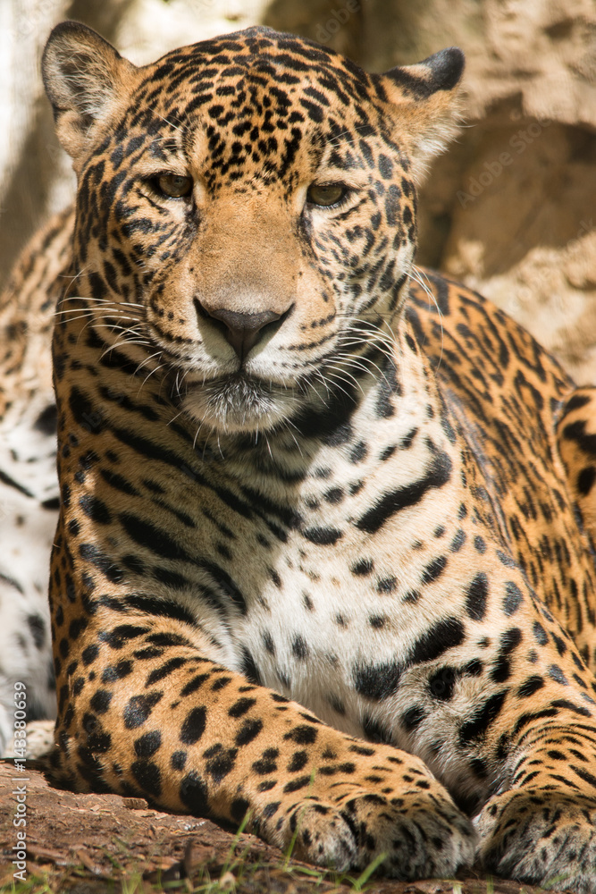 Obraz premium Jaguar