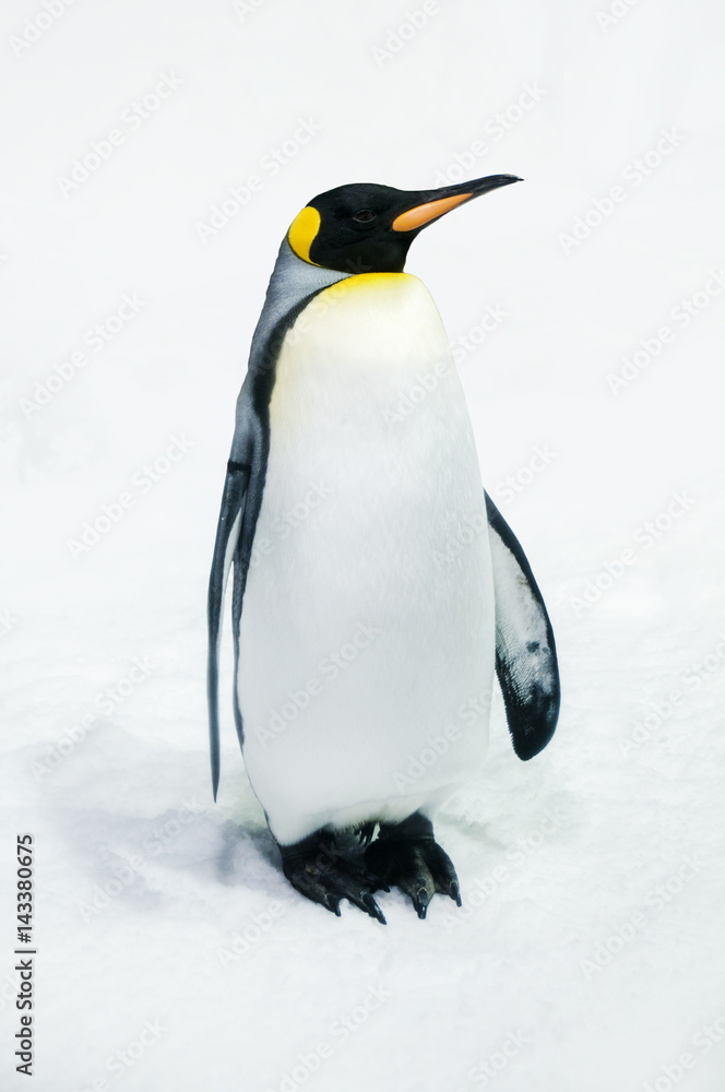 Obraz premium Penguin