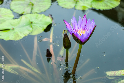 violet lotus flower on the pool