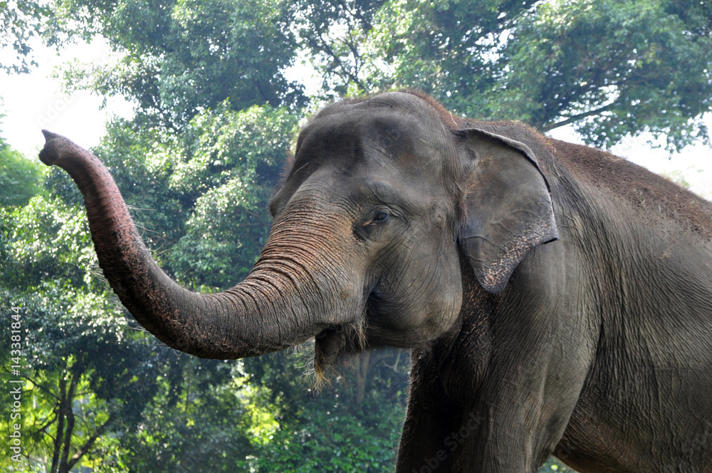 Sumatera Elephant