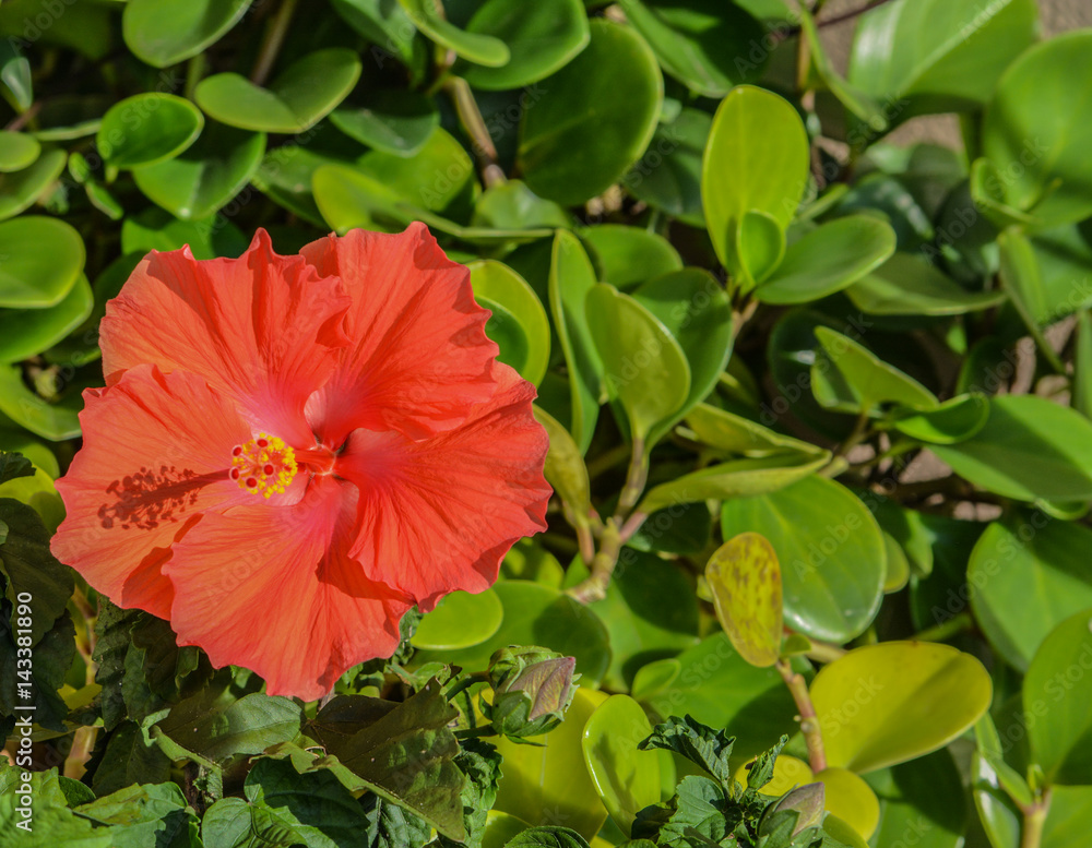 A beautiful Hibiscus flower blooming in Florida A beautiful Hibiscus flower blooming in Florida