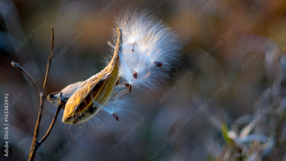 Milkweed